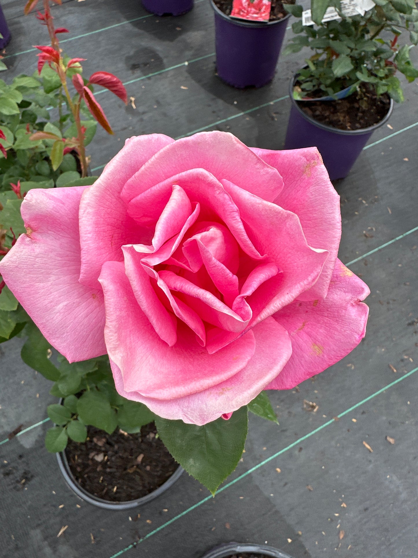 ROSE Perfume Delight