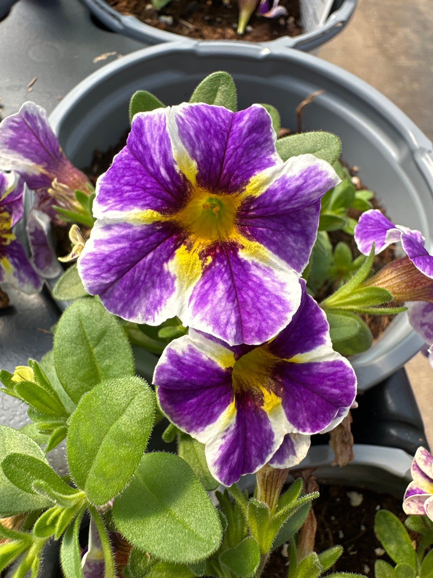CALIBRACHOA SUPERBELLS HOLY SMOKES - QUART POT