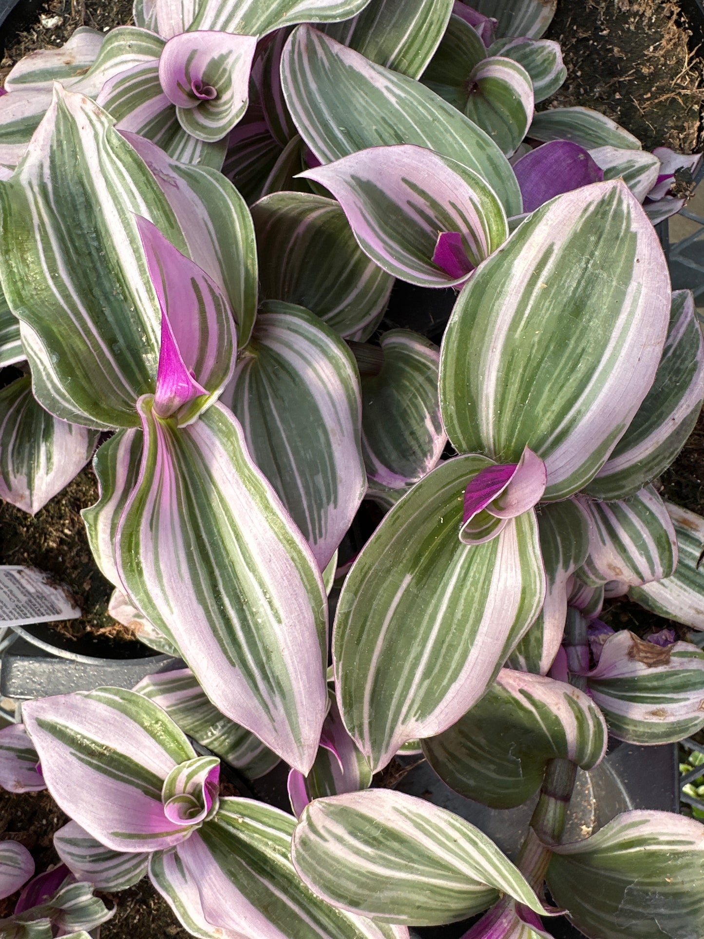 TRADESCANTIA NANOUK - 4" POT