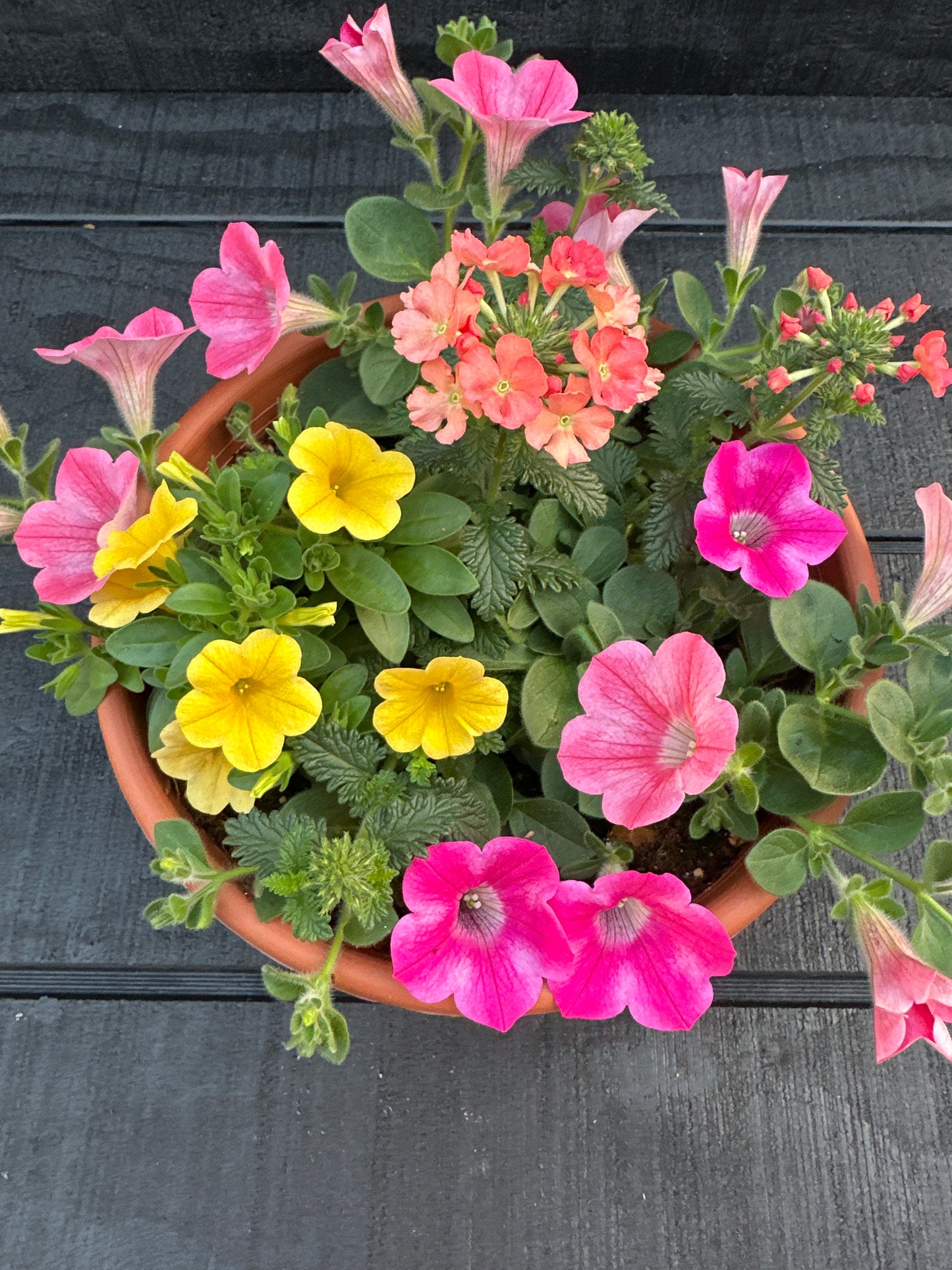 COMBO #13 - 8'' POT