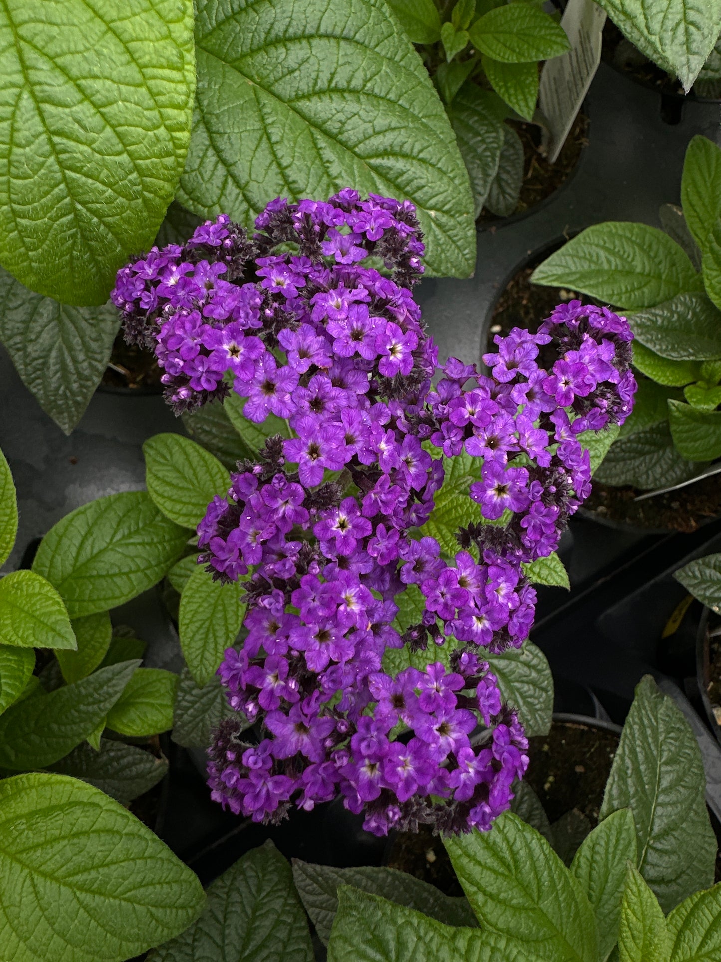 HELIOTROPE MARINE - 4'' POT