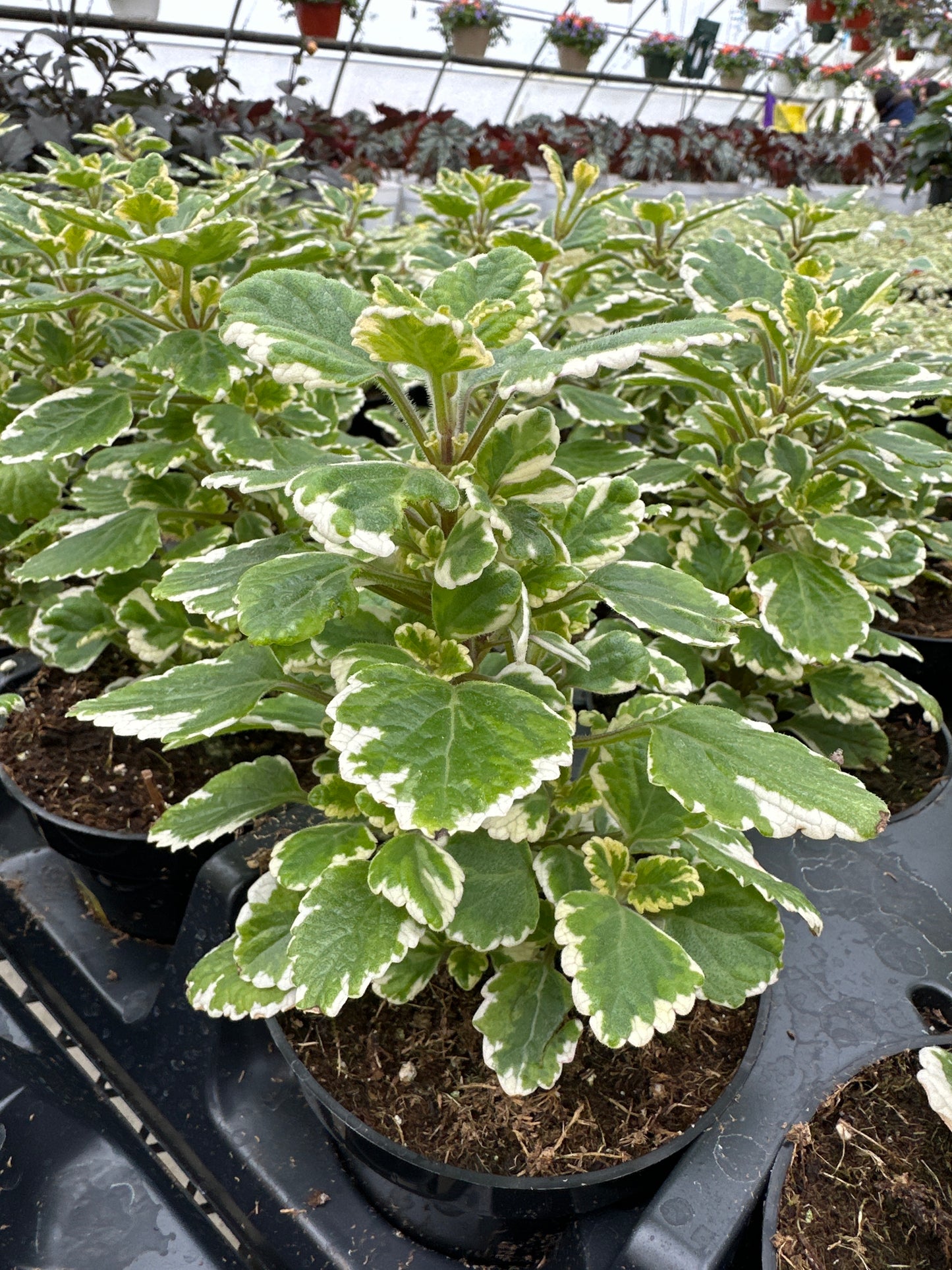 PLECTRANTHUS COLEOIDES VARIEGATA - 4" POT