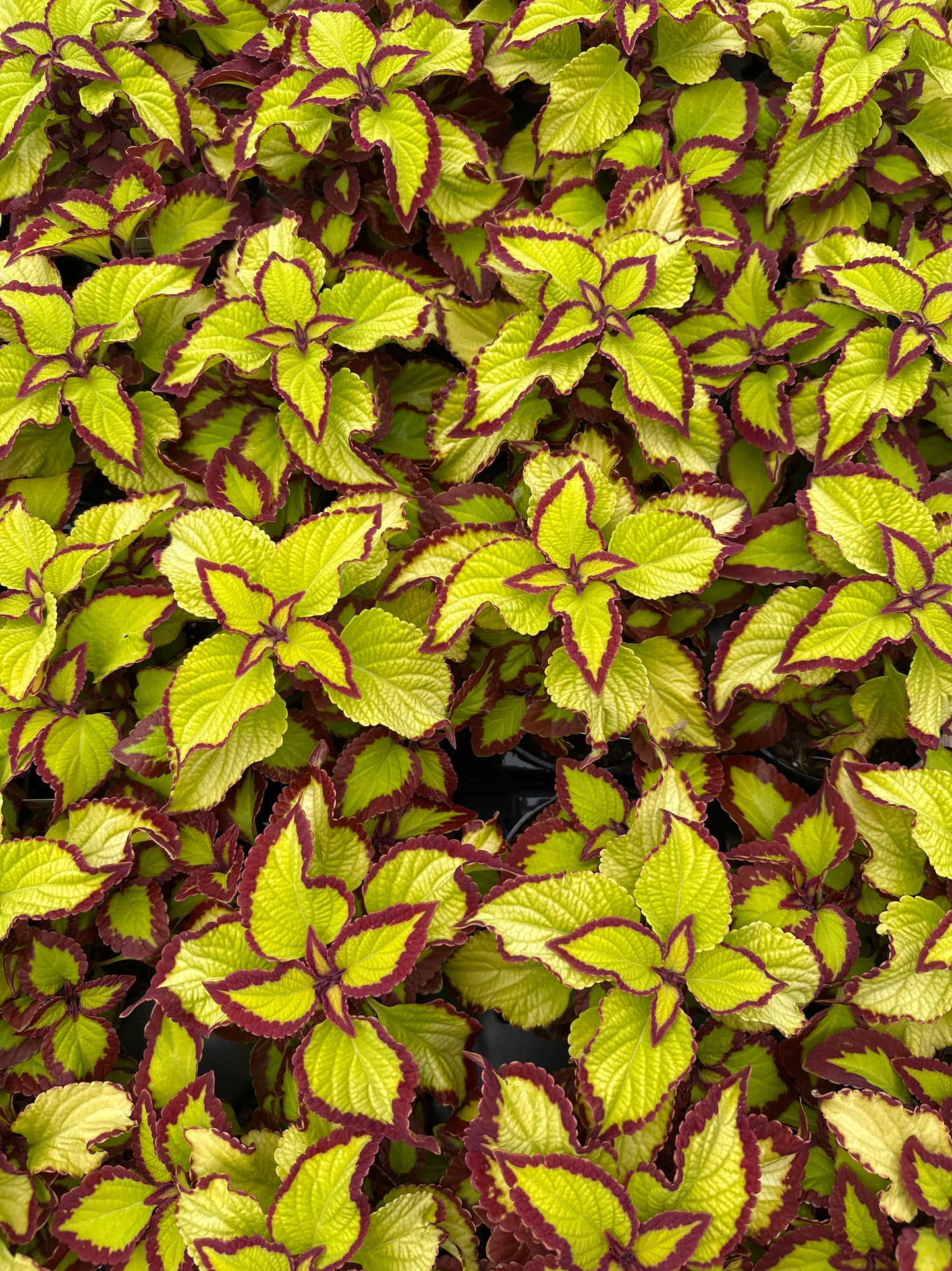 COLEUS STAINED GLASSWORKS VELVET - 4" POT