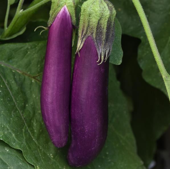 EGGPLANT ASIAN DELITE - 4" POT