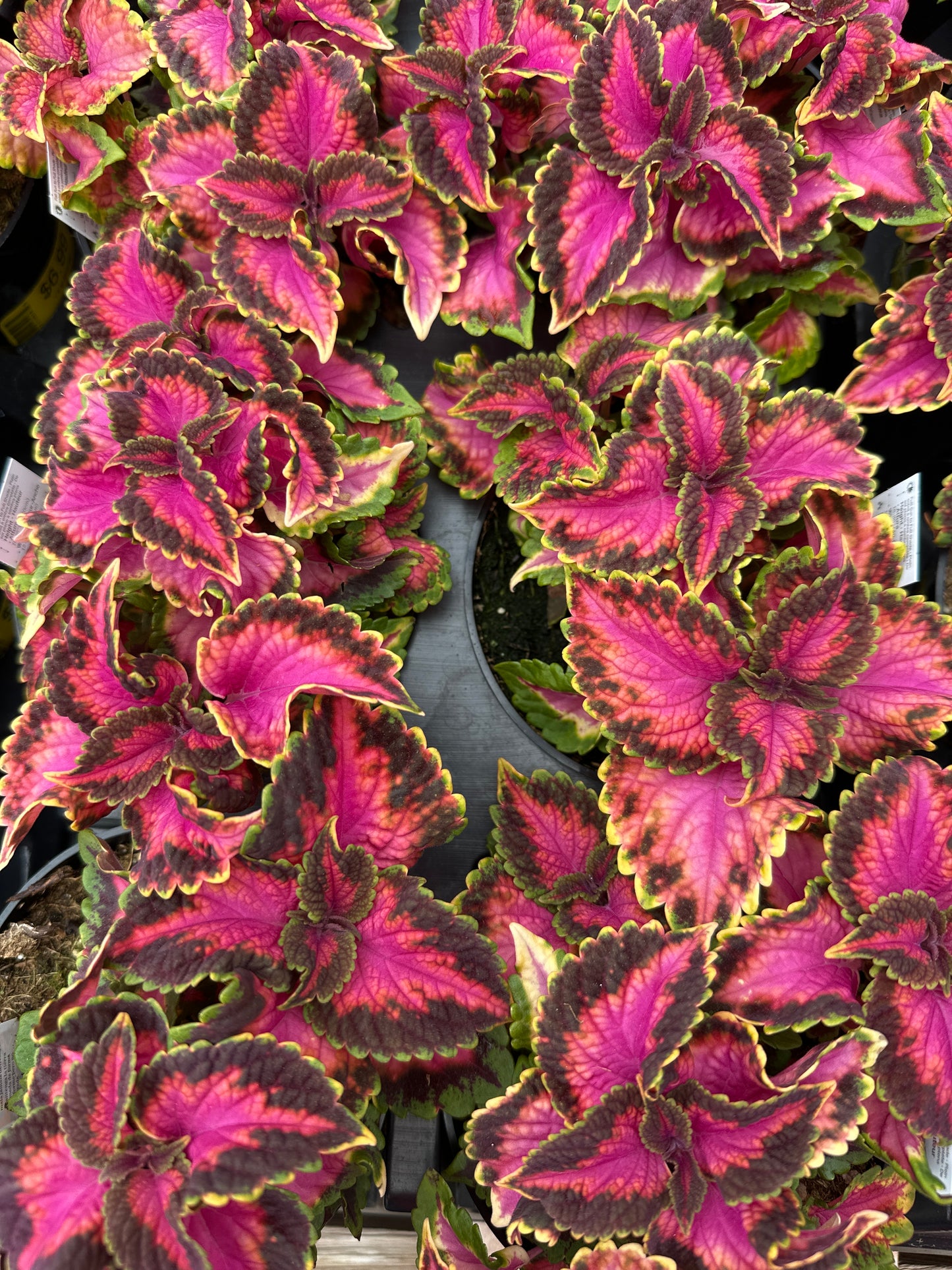 COLEUS MAINSTREET FIFTH AVENUE - 4" POT