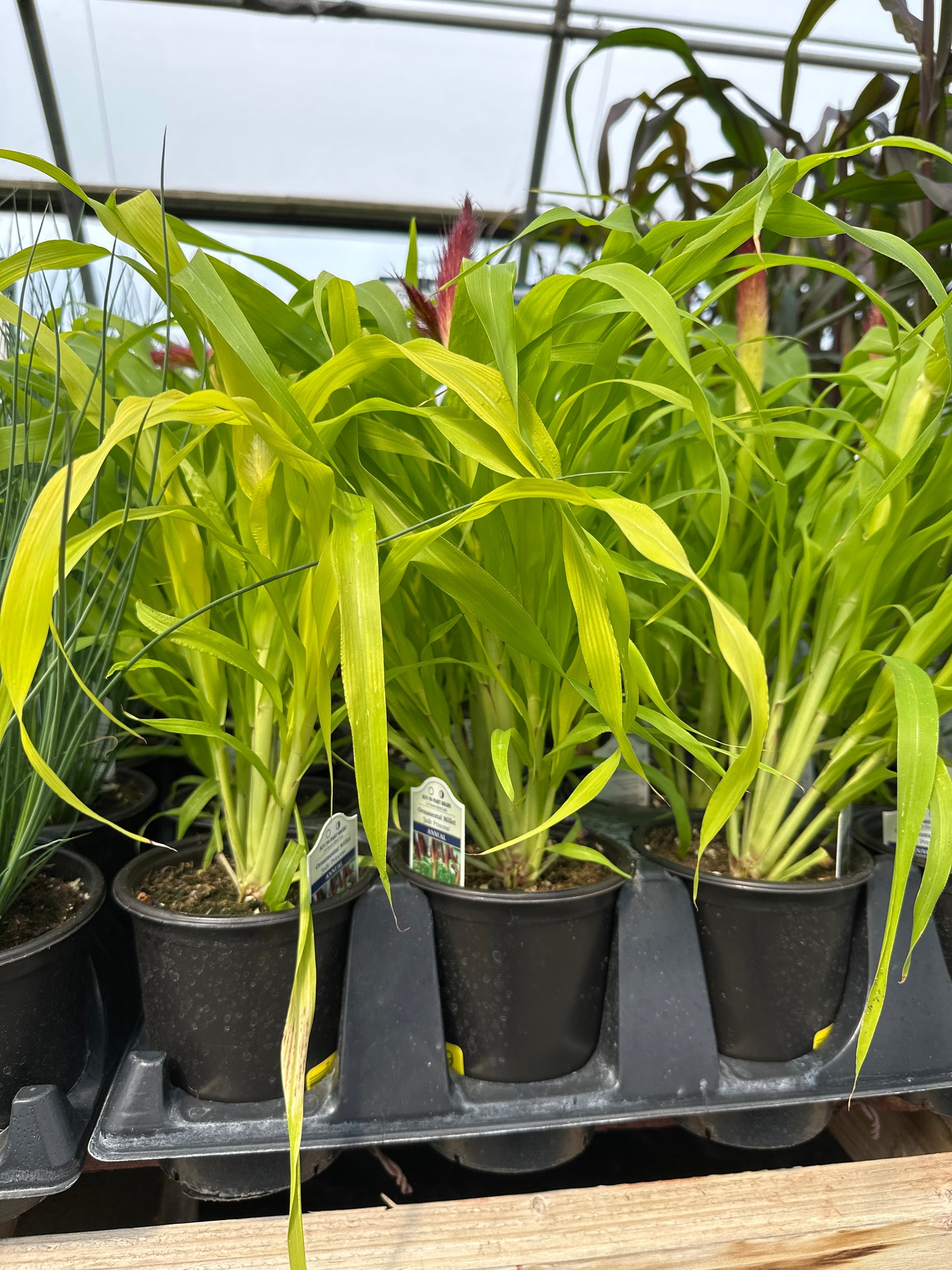 GRASS PENNISETUM GLAUCUM JADE PRINCESS MILLET - QUART POT