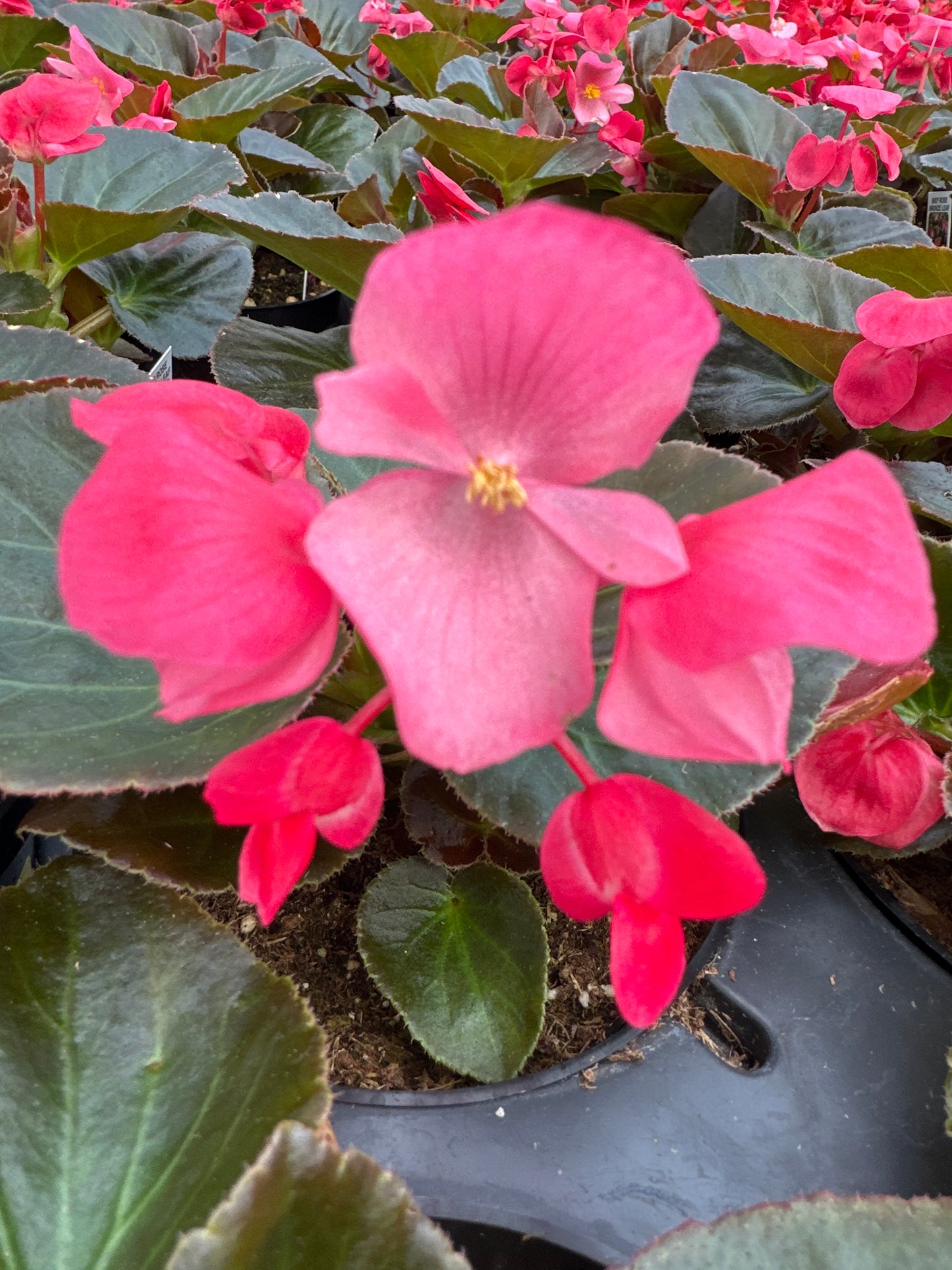 BEGONIA BIG ROSE BRONZE LEAF - 4'' POT