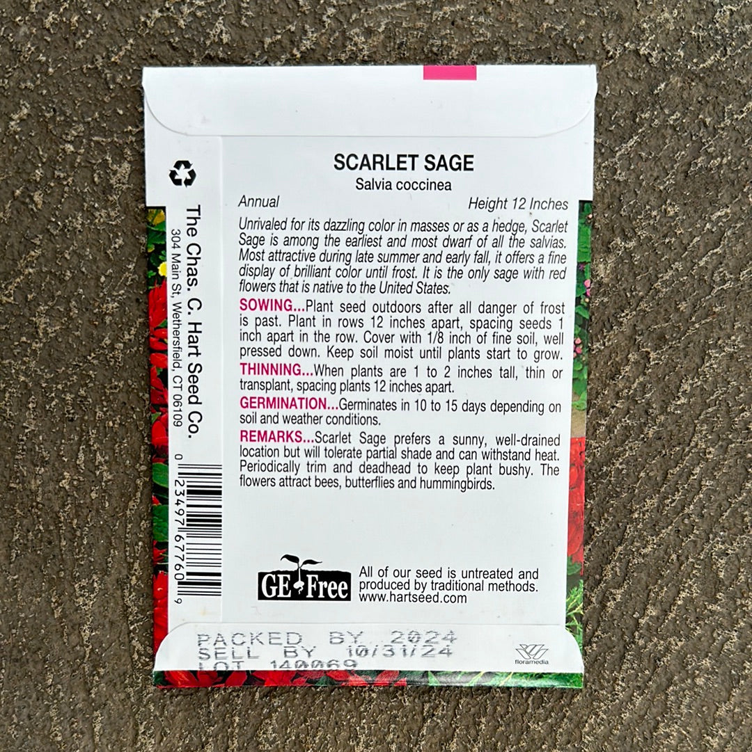 Scarlet Sage