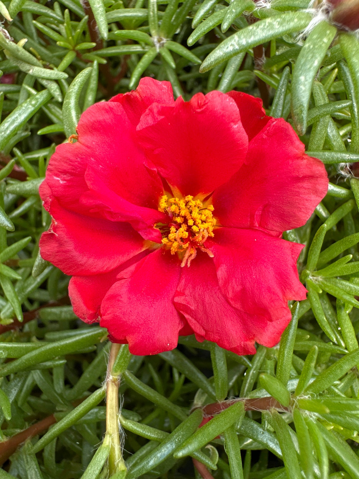 PORTULACA HAPPY HOUR DEEP RED - FLAT OF 48 PLANTS