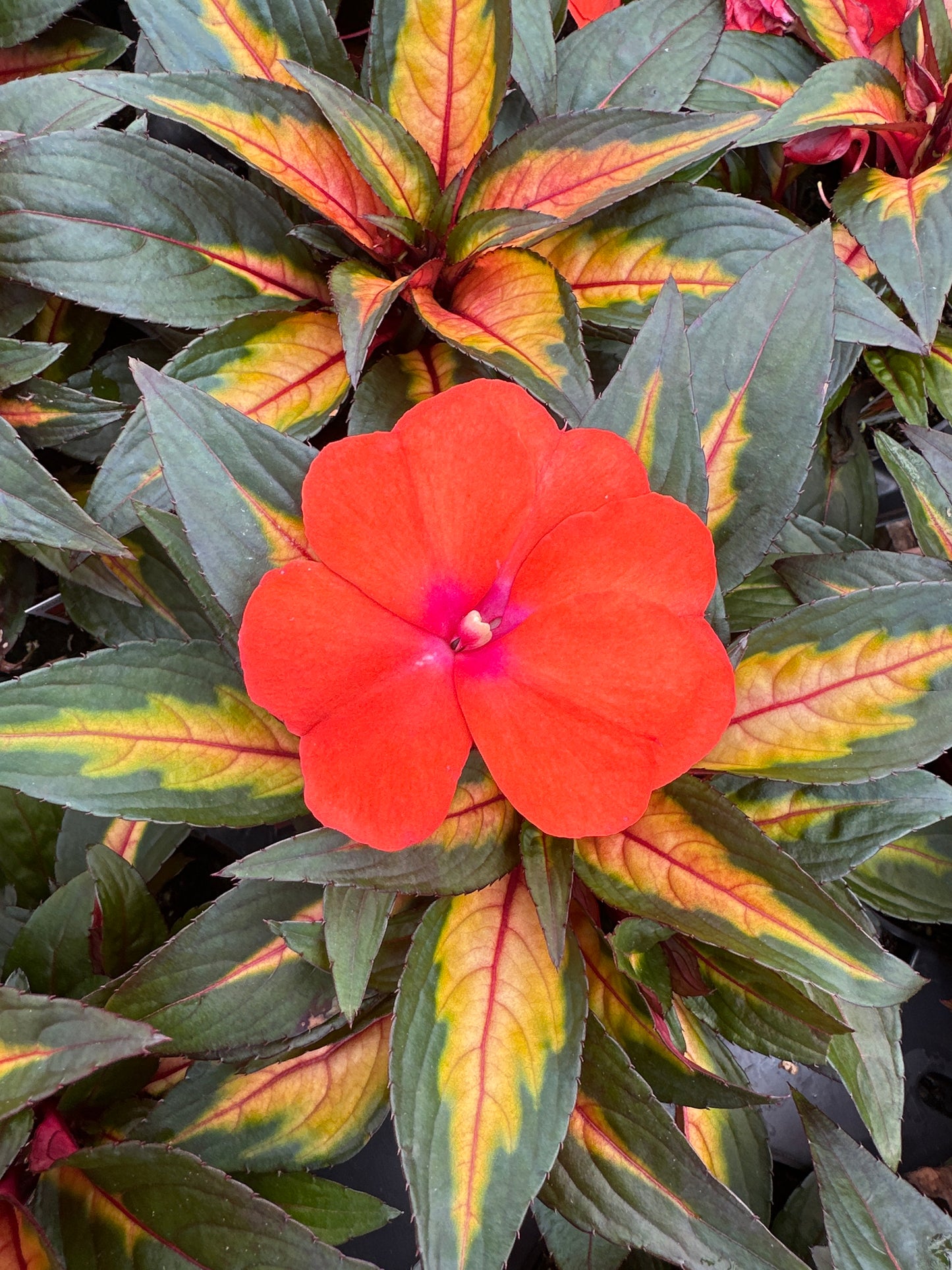 IMPATIENS NEW GUINEA PAINTED ORANGE - 4" POT
