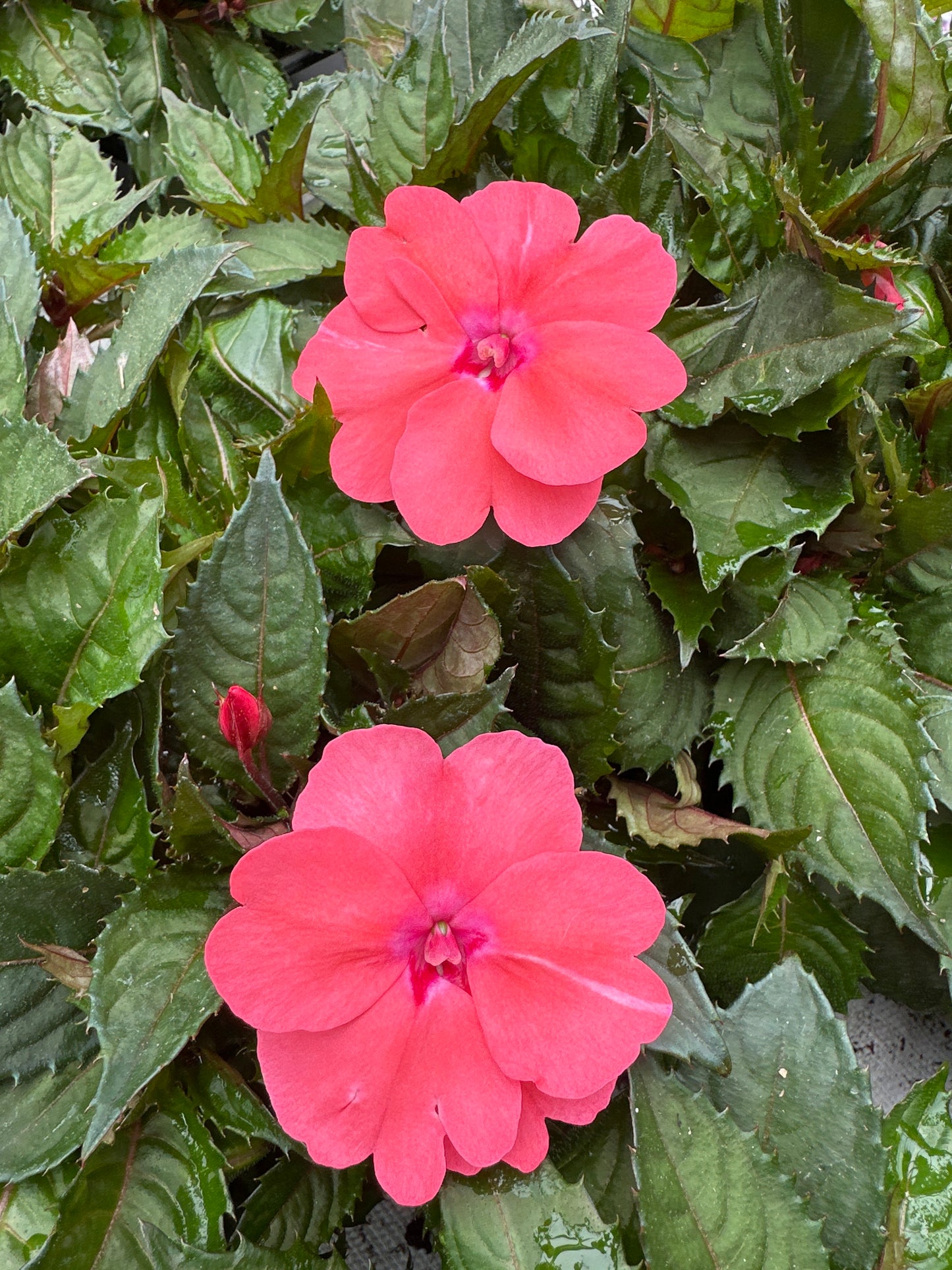 SUNPATIENS COMPACT CORAL PINK - JUMBO 6 PACK