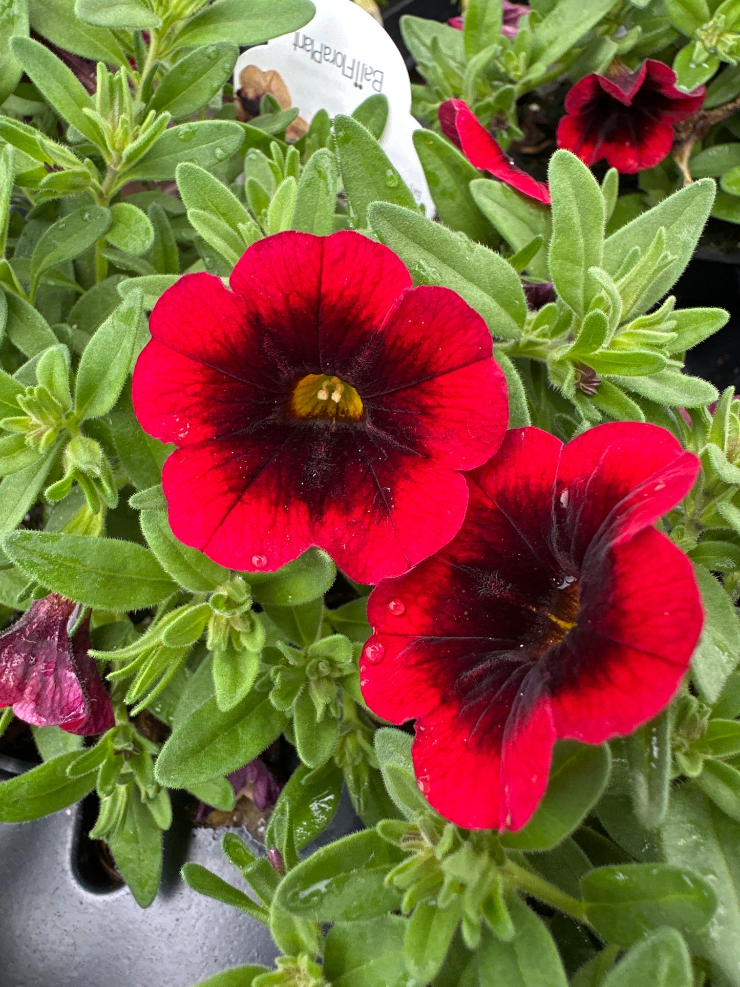 CALIBRACHOA CHA CHA RED KISS - 4" POT