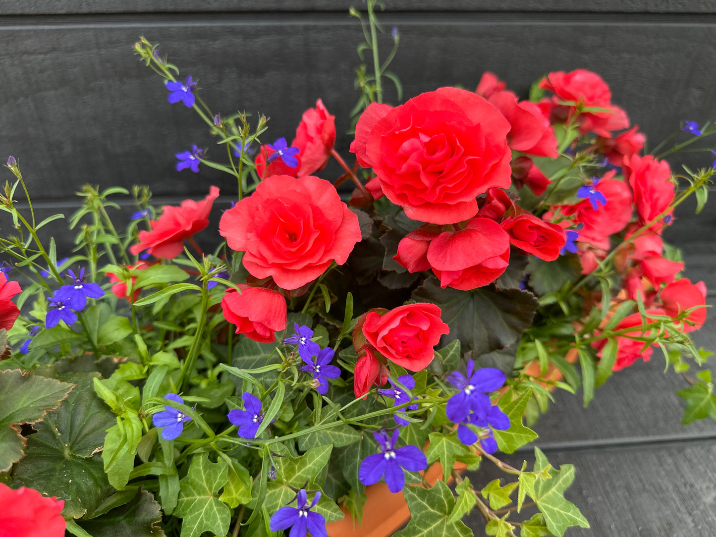 COMBO #13 - 24" WINDOW BOX