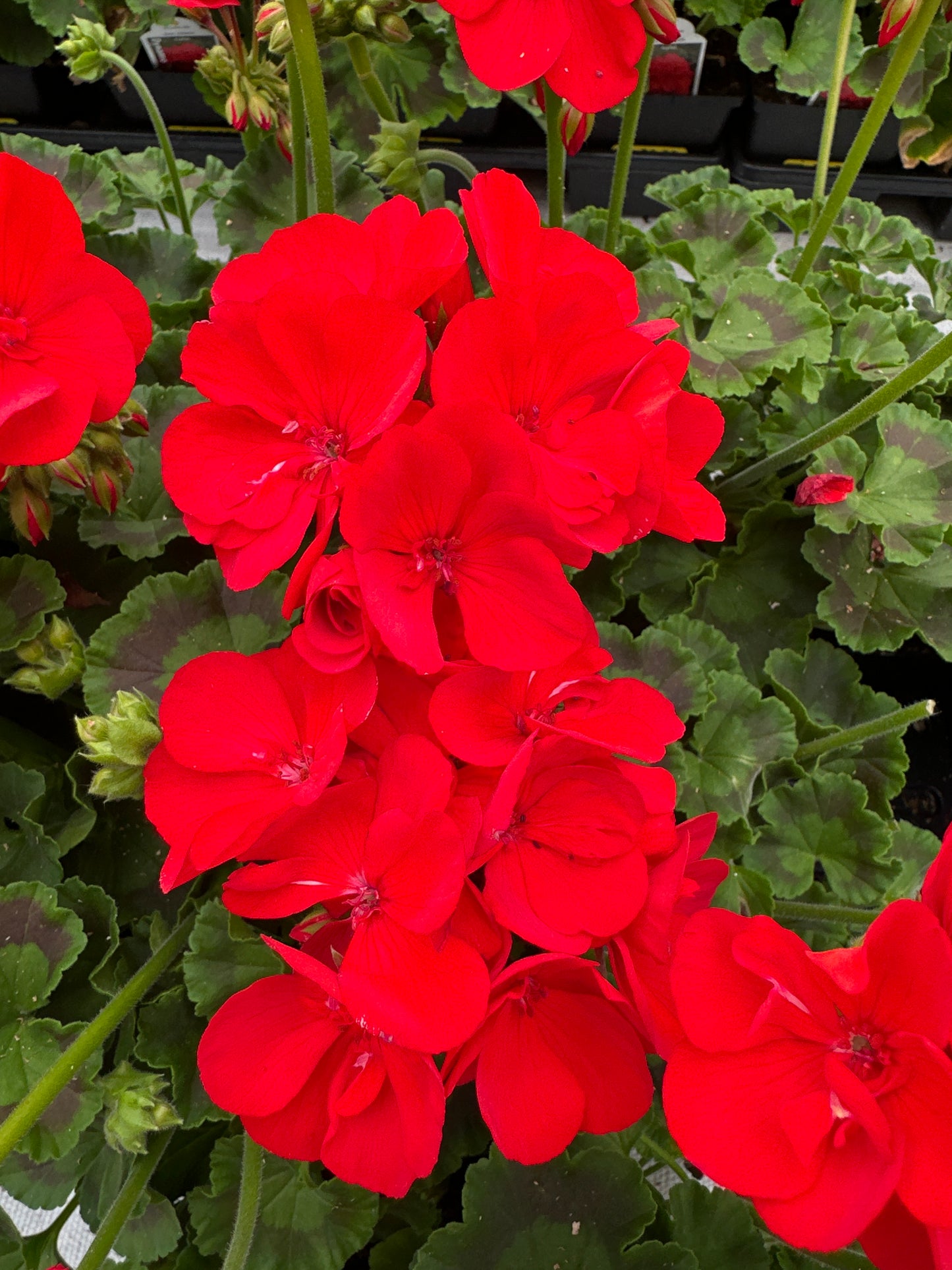 GERANIUM DYNAMO SCARLET - 4" POT