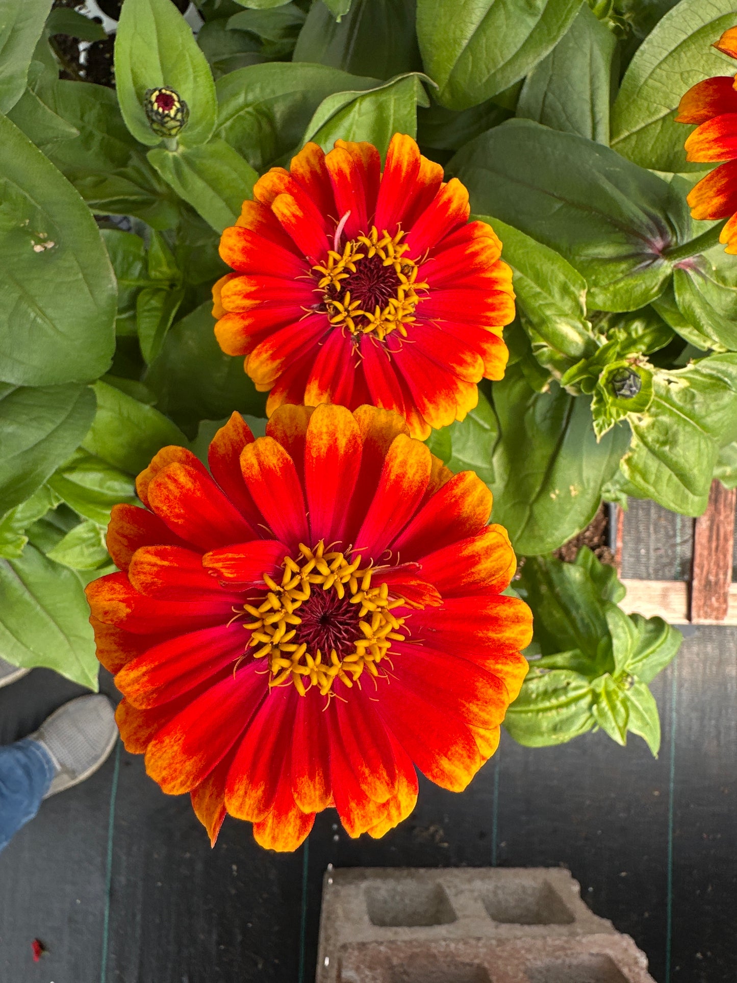 ZINNIA ZOWIE YELLOW FLAME - JUMBO 6 PACK