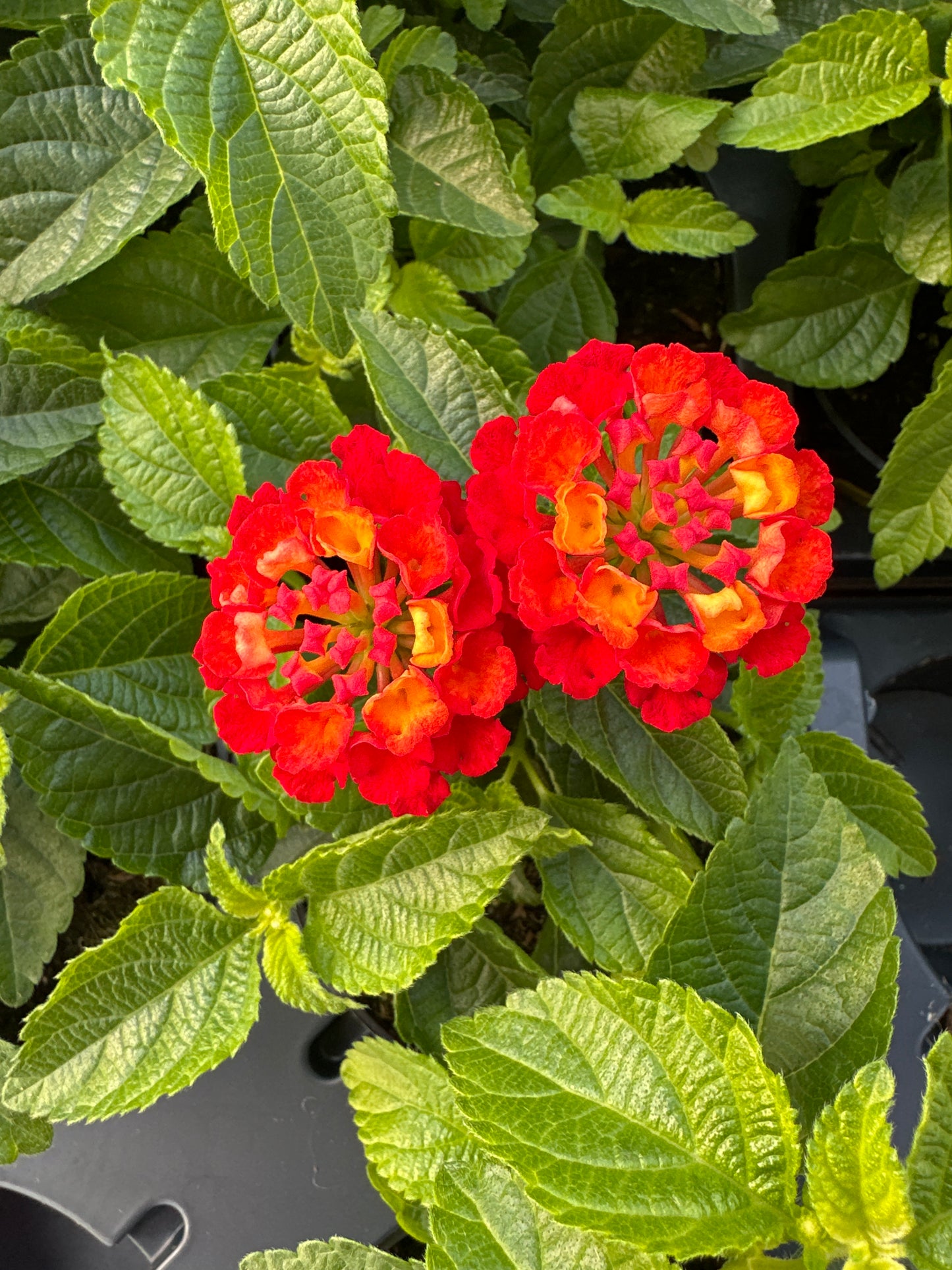 LANTANA SHAMROCK RED - 4'' POT