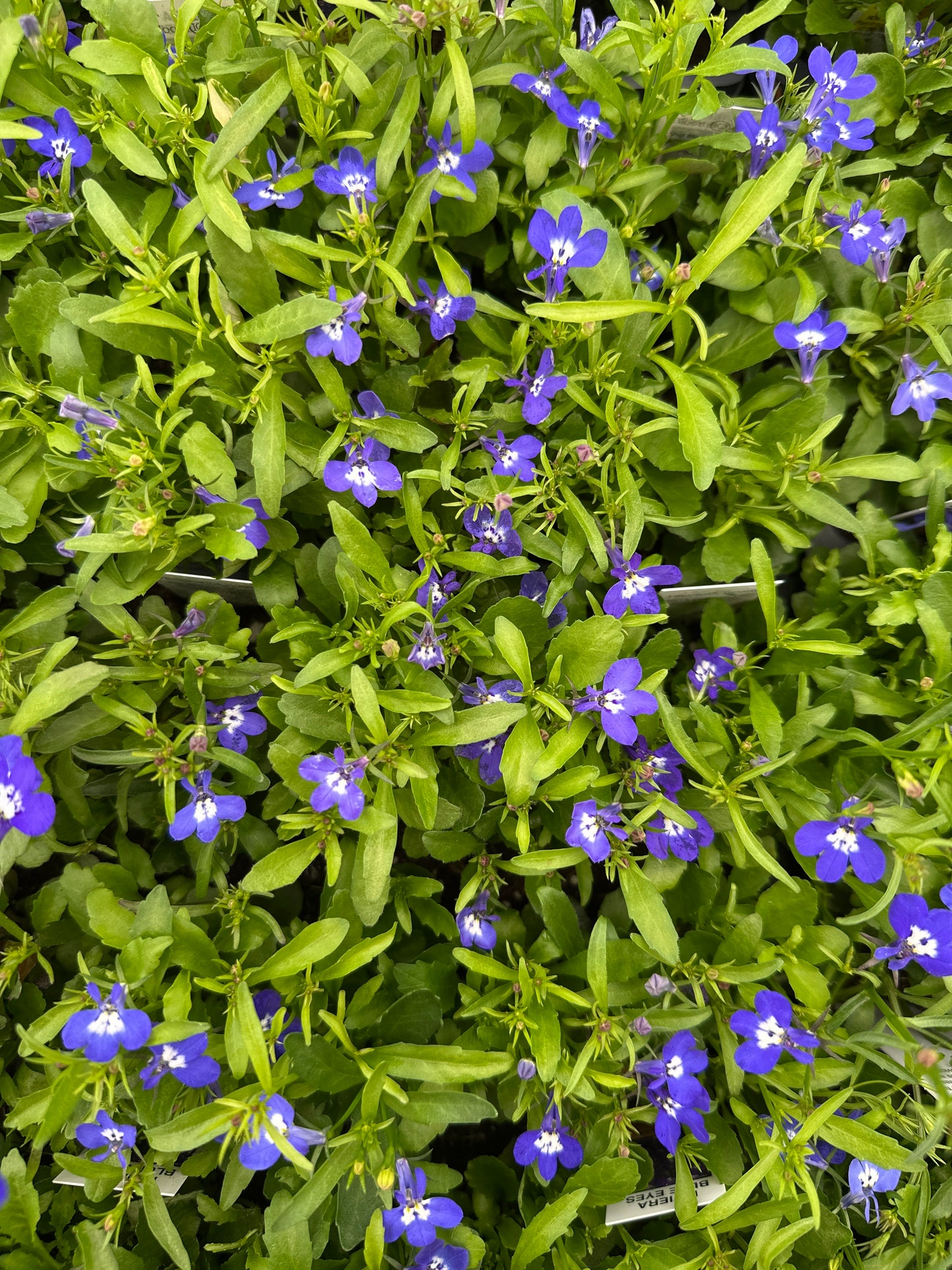 LOBELIA RIVIERA BLUE EYES - FLAT OF 48 PLANTS