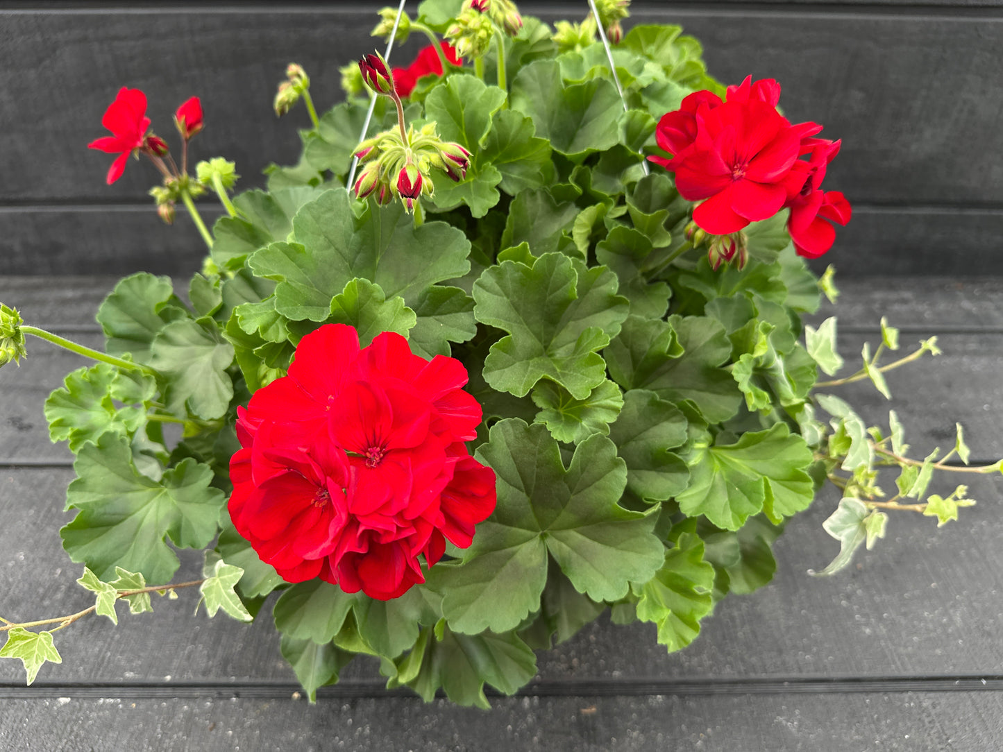 BASKET #40 - 10'' HANGING BASKET