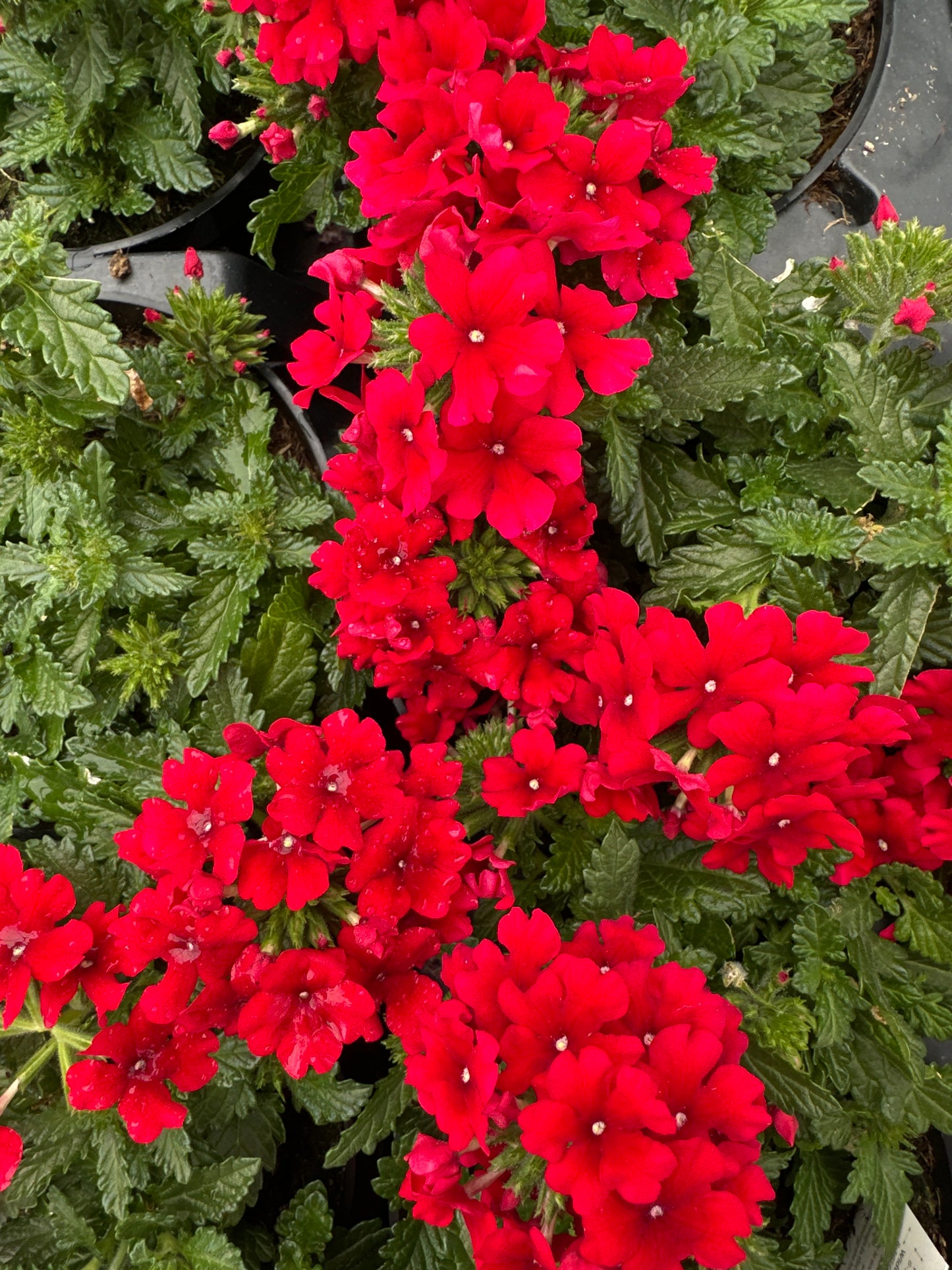 VERBENA EMPRESS SUN RED - 4" POT