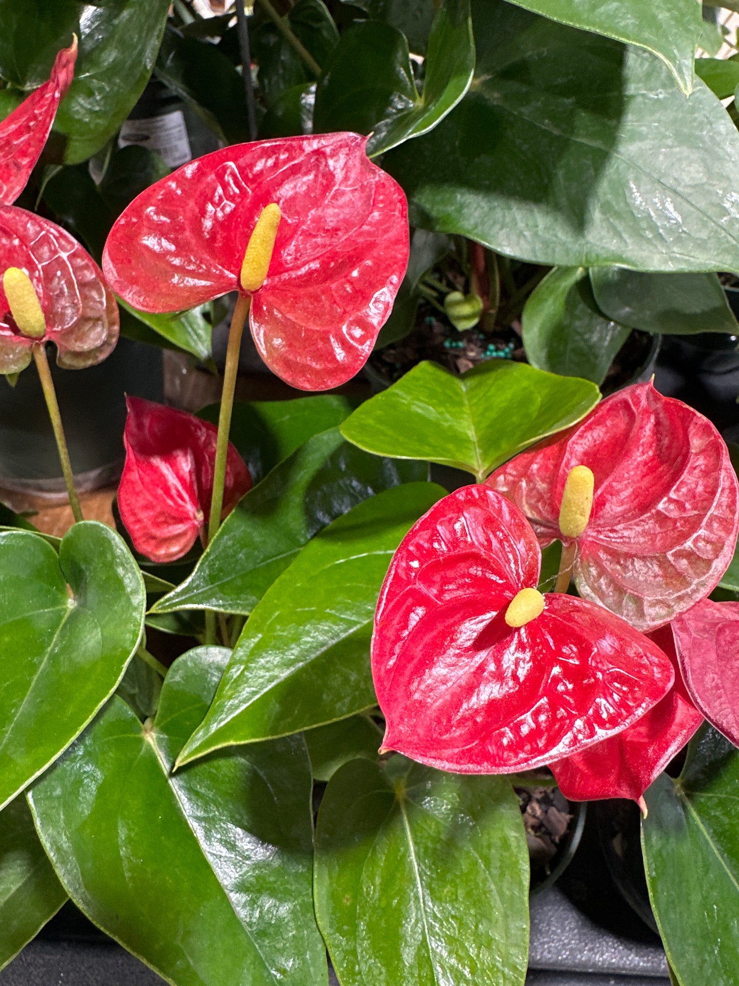 4'' Anthurium Jambo Red