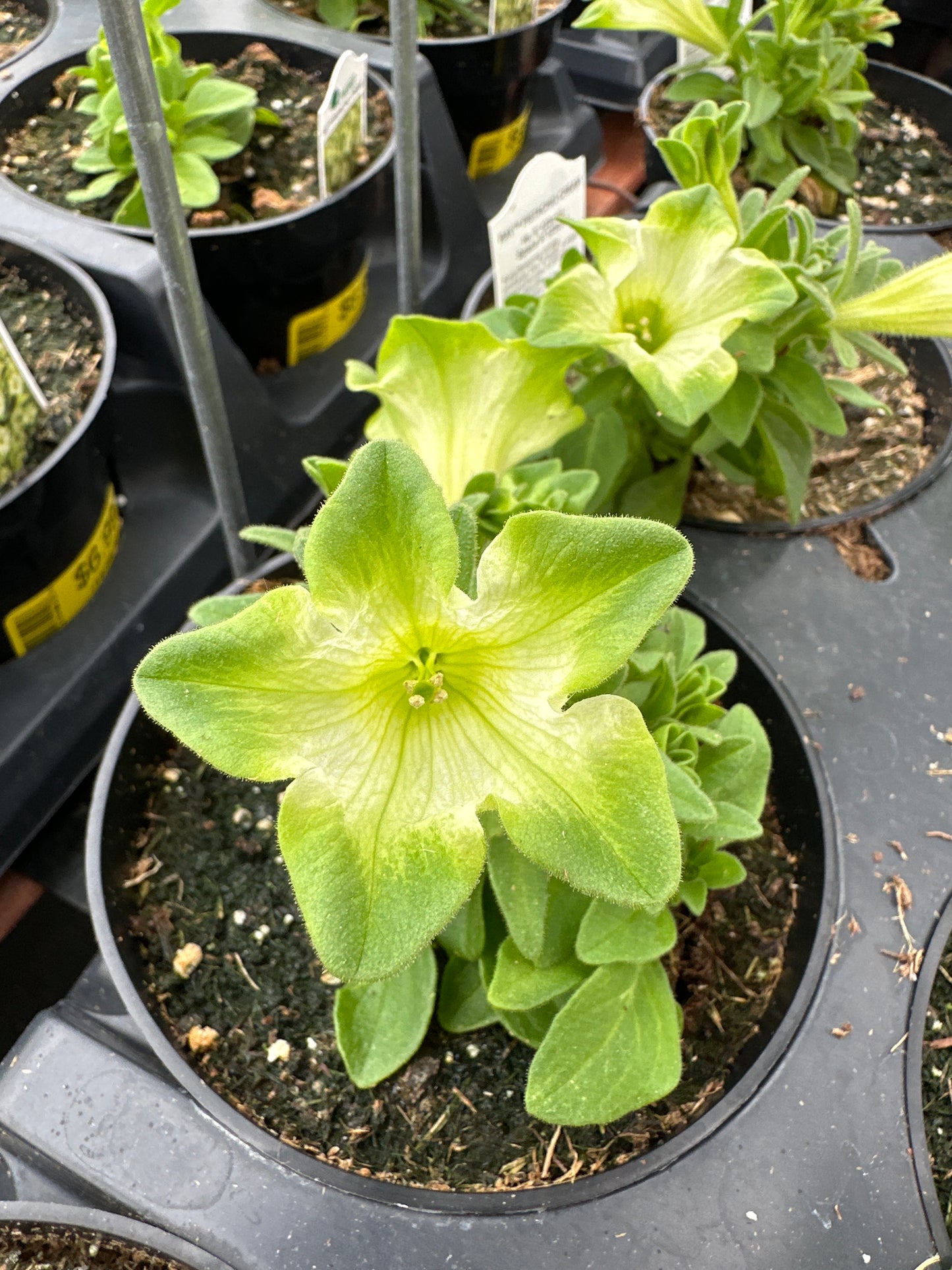 PETUNIA RAY PISTACHIO CREAM - 4" POT