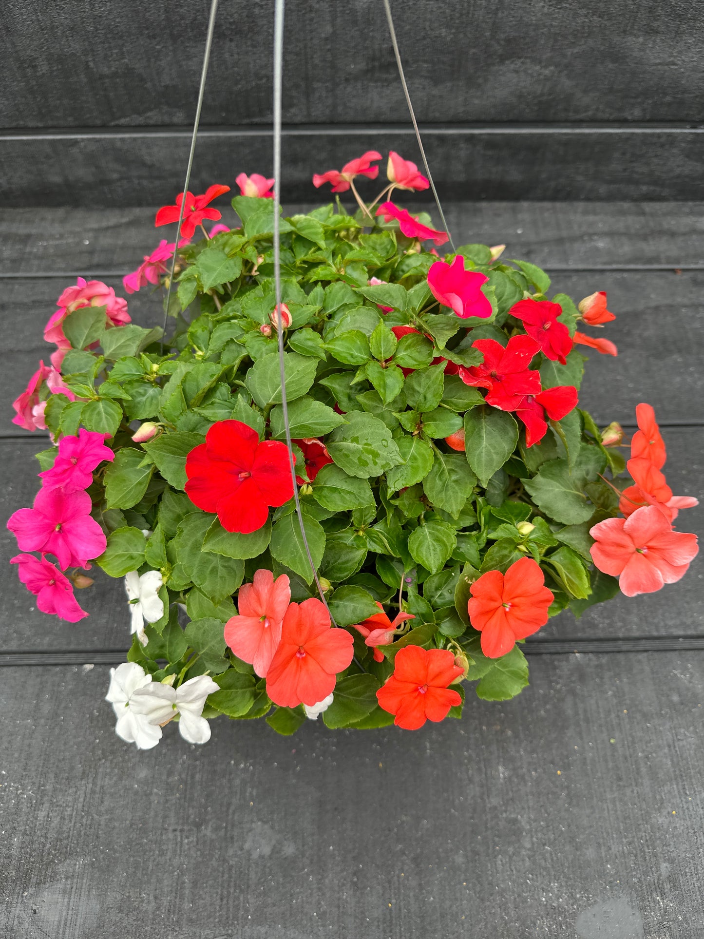 IMPATIENS BEACON FORMULA MIX - 10" HANGING BASKET