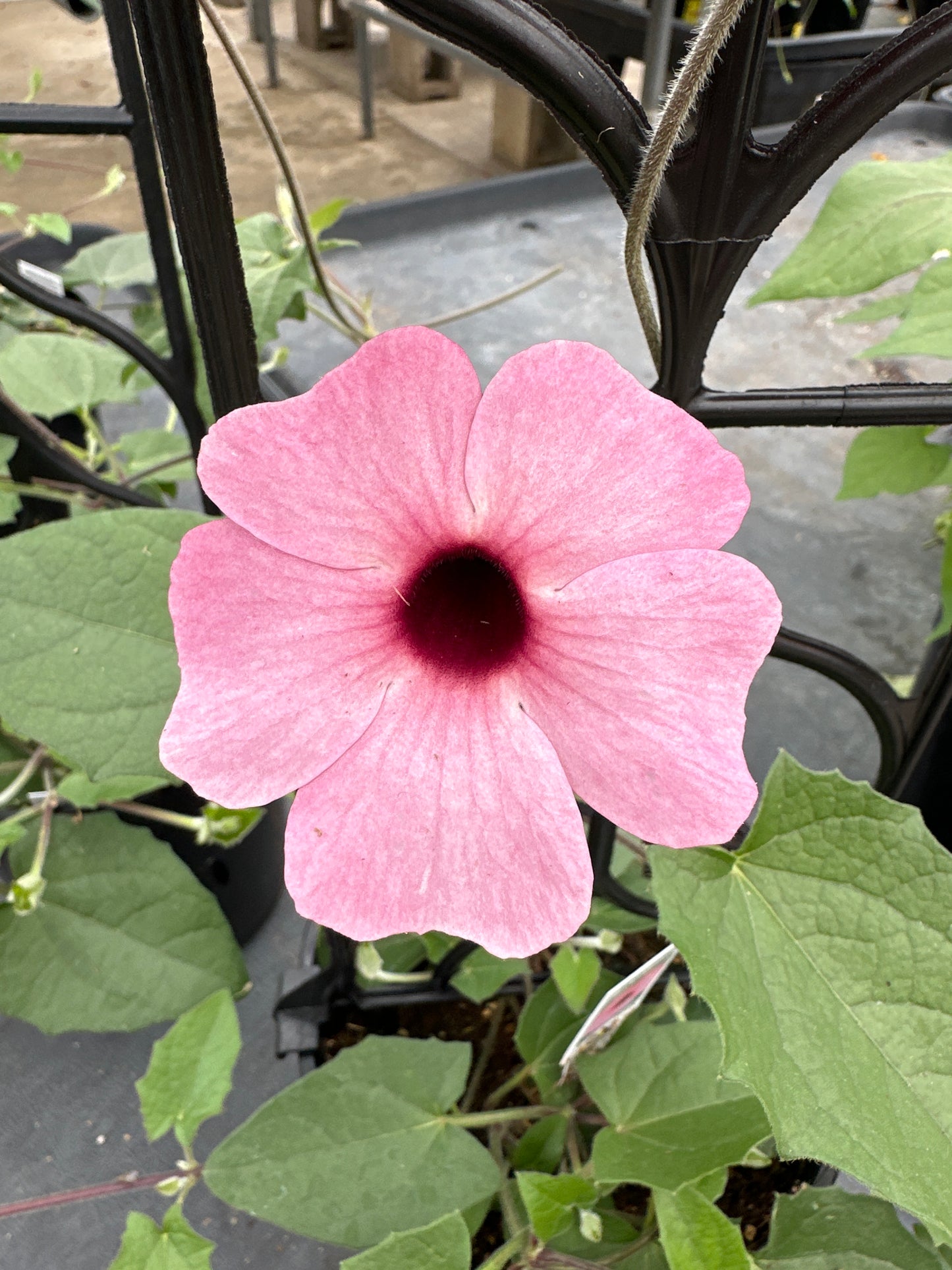 THUNBERGIA SUNNY SUSY ROSE SENSATION - 1 GALLON WITH TRELLIS
