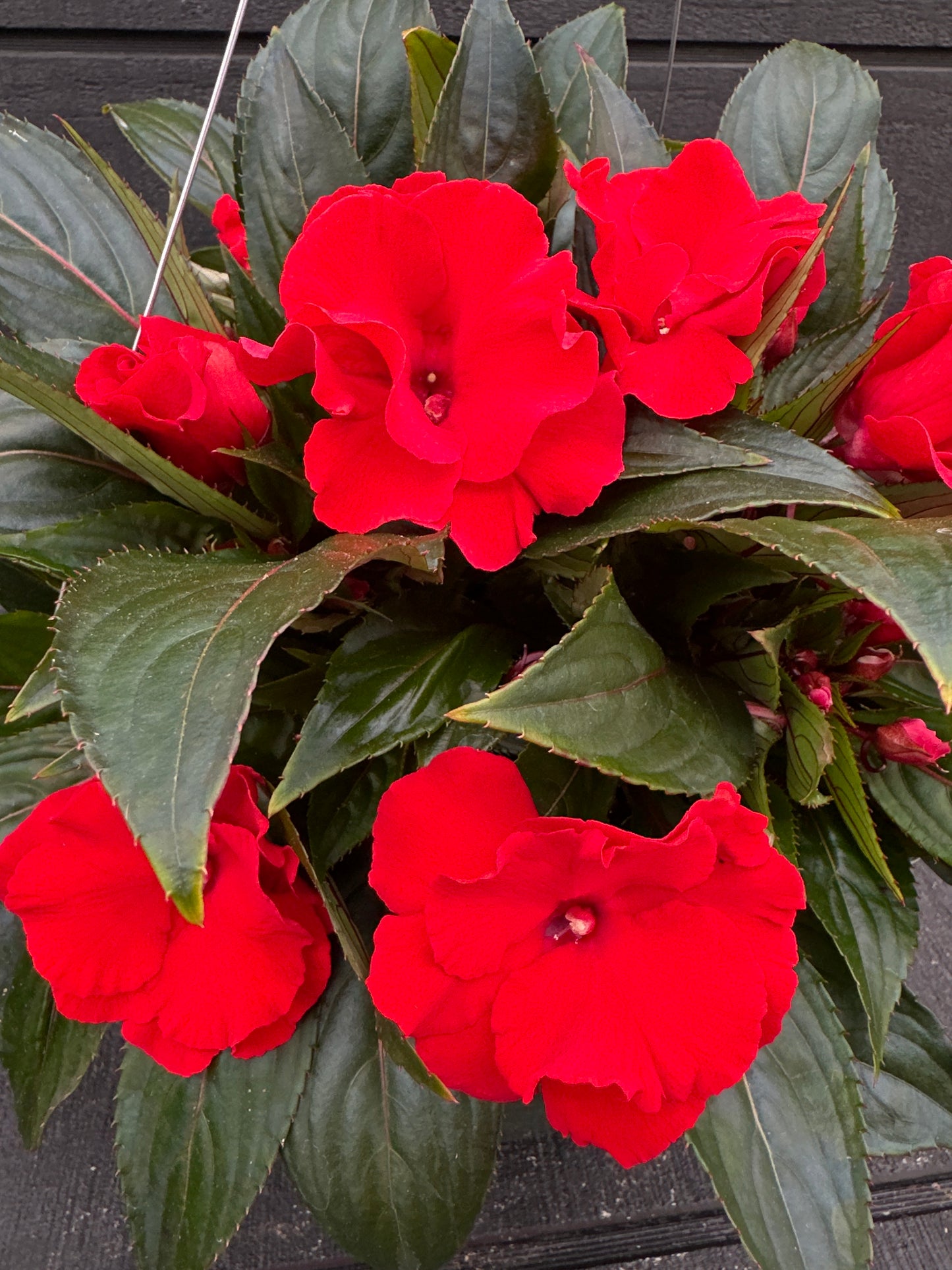 IMPATIENS NEW GUINEA ROLLER COASTER RED RACER - 10" HANGING BASKET