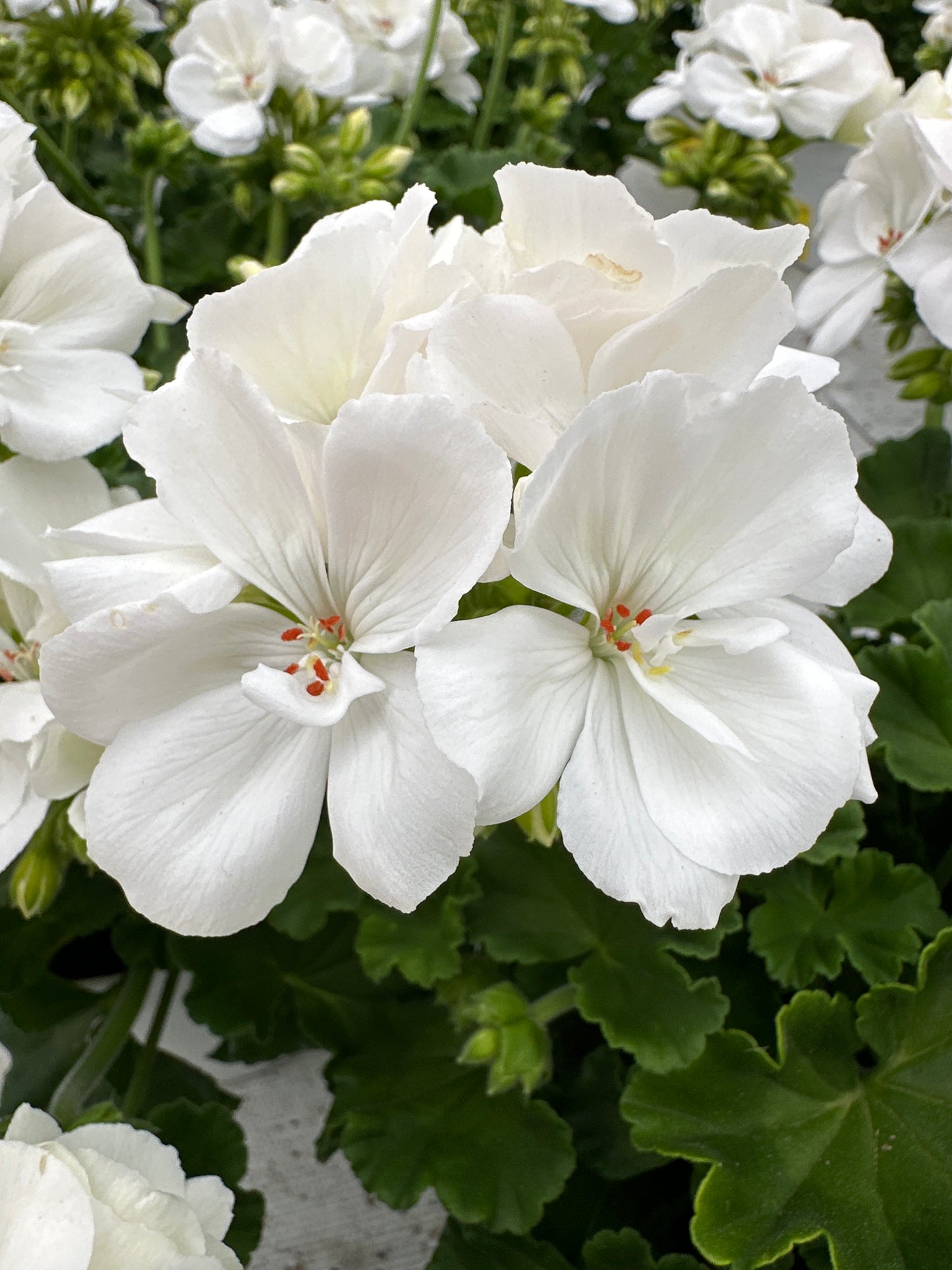 GERANIUM DYNAMO WHITE - 6" POT