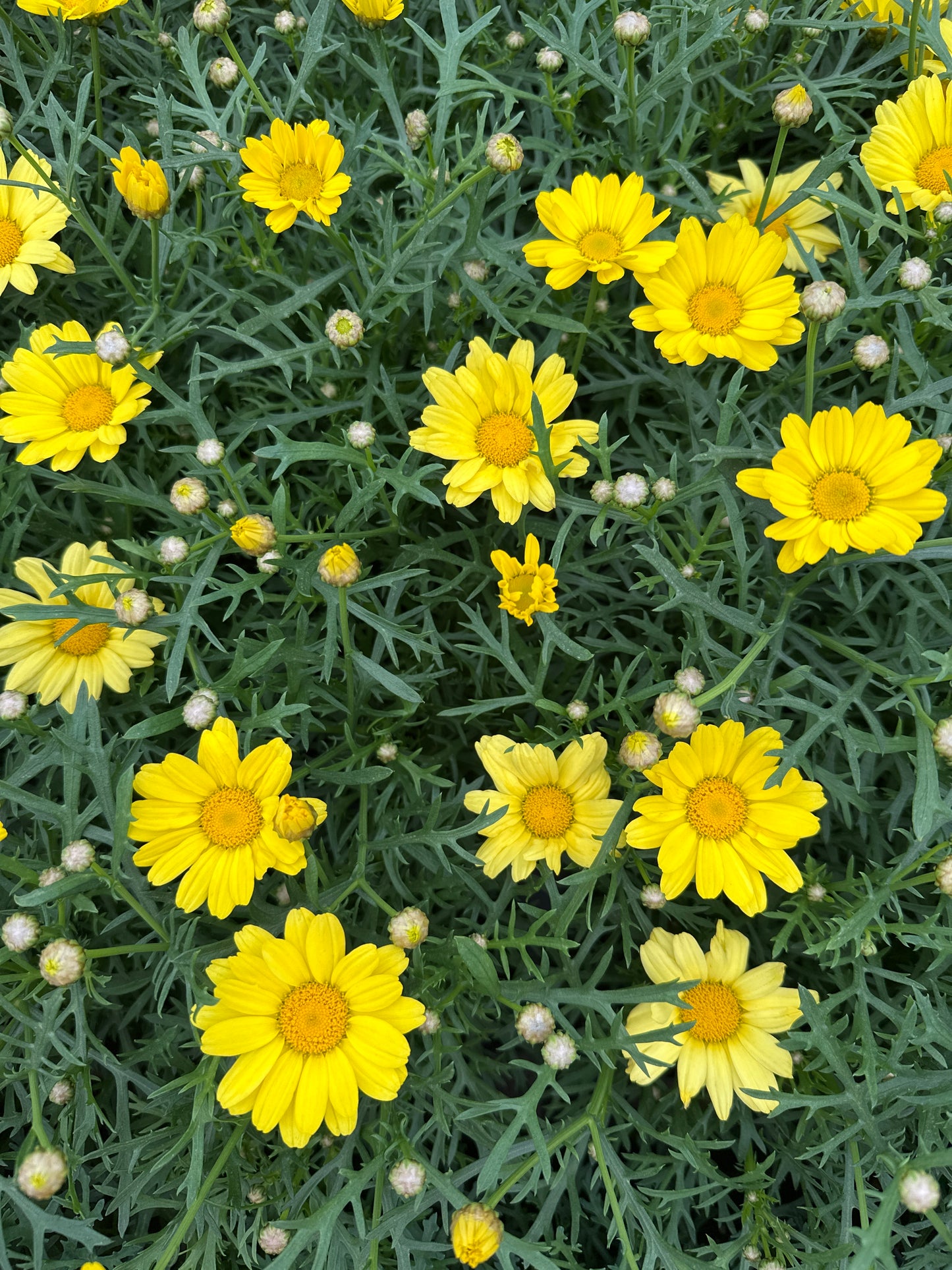 DAISY SUNNY SPRING - 4" POT