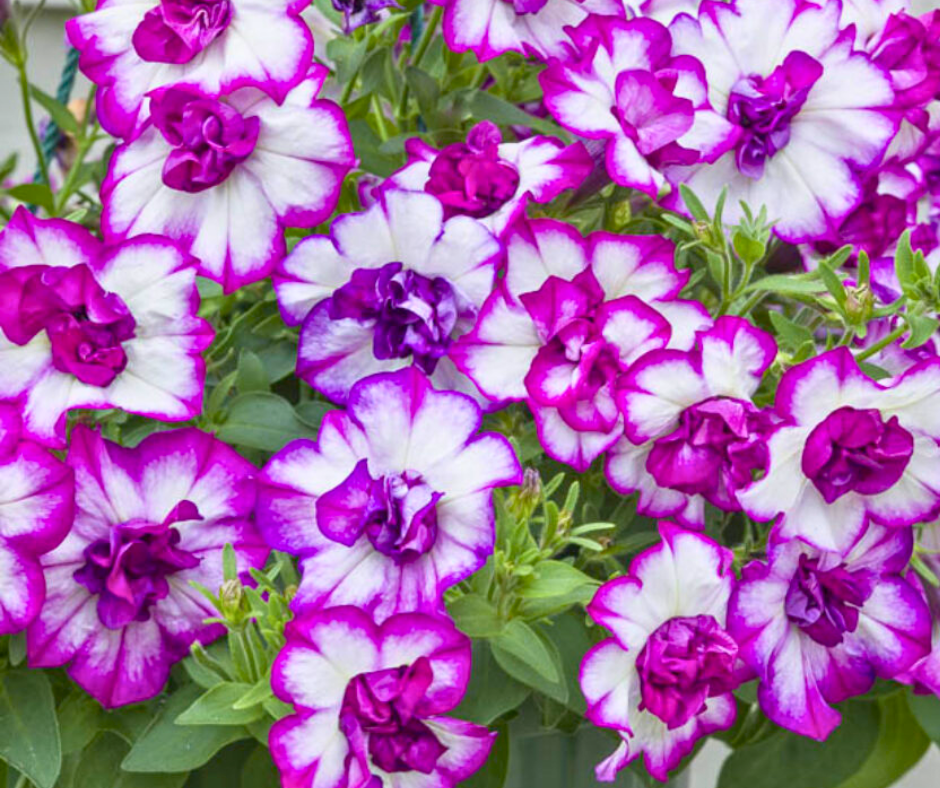PETUNIA VERANDA THUMBELINA NICOLA - 4'' POT