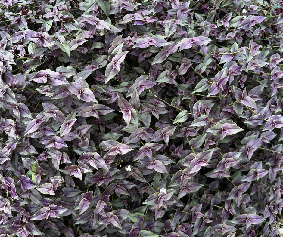 TRADESCANTIA BRIDAL VEIL PURPLE - 4'' POT