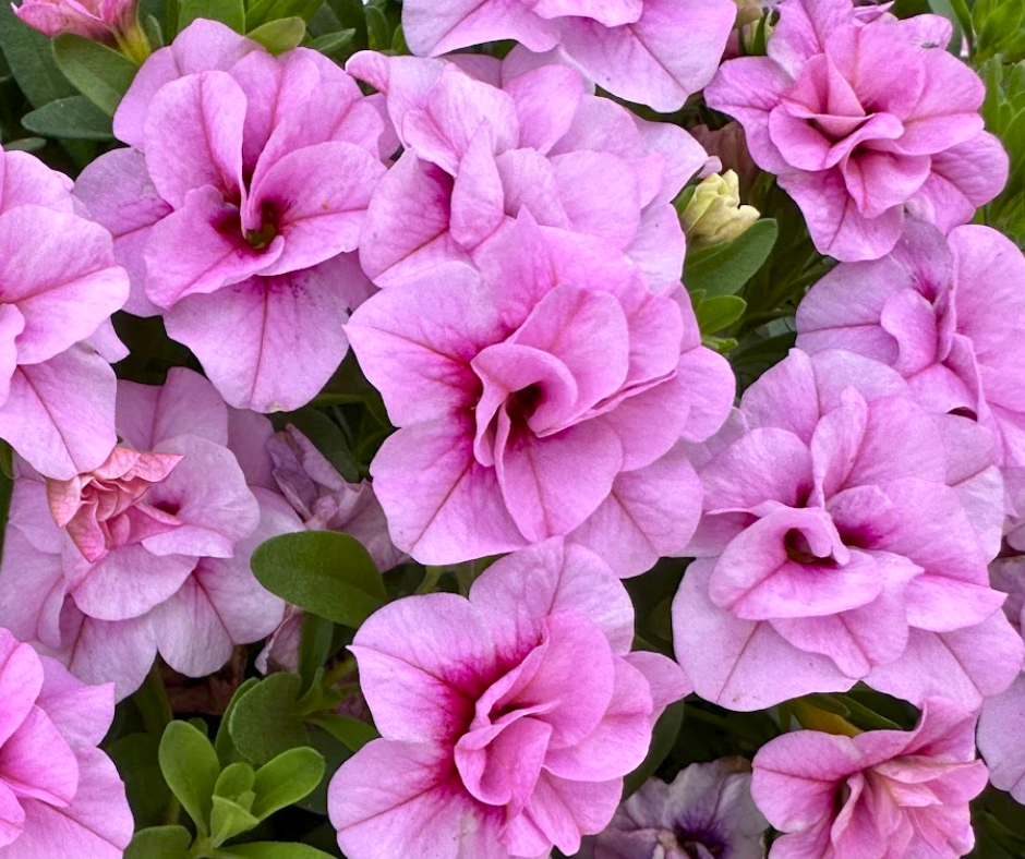 CALIBRACHOA MINIFAMOUS UNO DOUBLE LIGHT PINK - 4'' POT