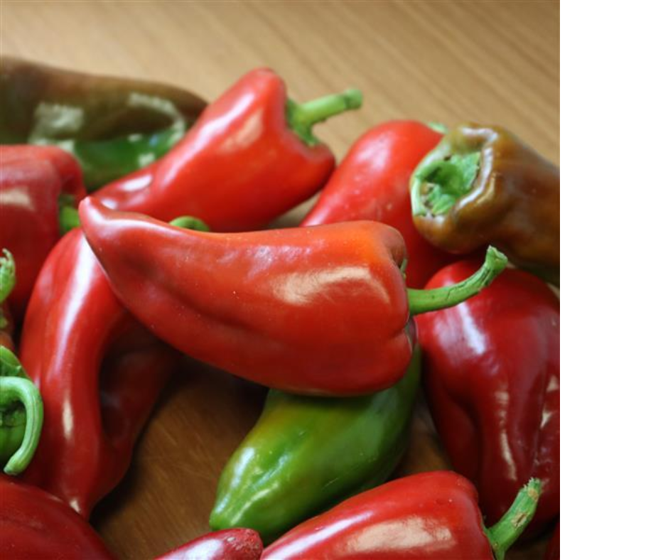 PEPPER KAPTUR - FLAT OF 32 PLANTS