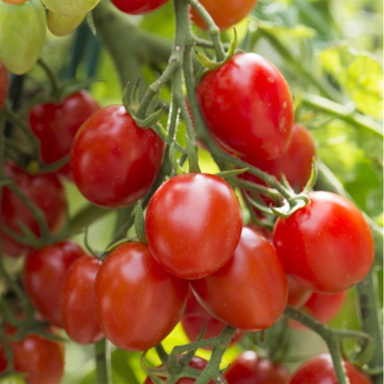 TOMATO FANTASTIC - FLAT OF 32 PLANTS