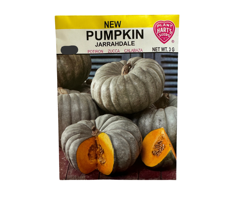 Pumpkin Jarrahdale