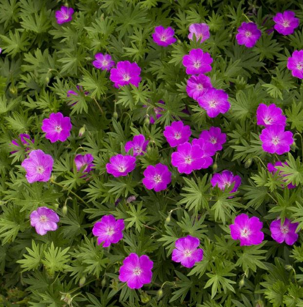 Geranium sanguineum 'Max Frei'