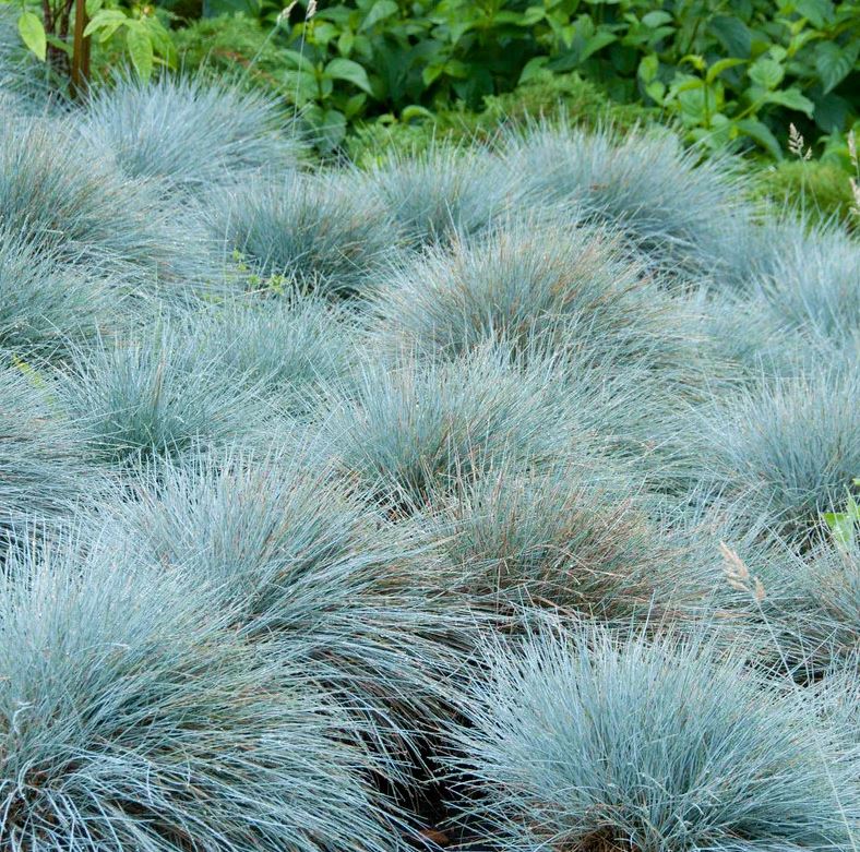 Grass - festuca 'Elijah Blue'