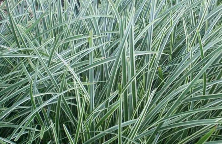 Grass - Carex 'Ice Dance'