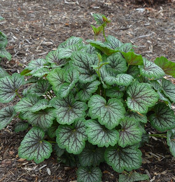HEUCHERA A. GREEN SPICE