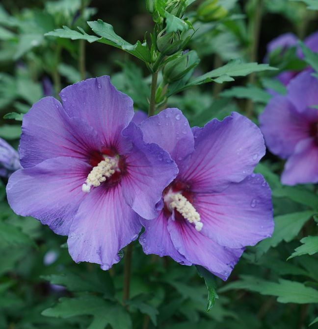 HIBISCUS PARAPLU VIOLET® PW