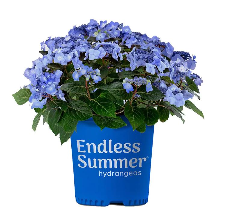 Hydrangea M. 'pop Star' – Deneweth's Garden Center