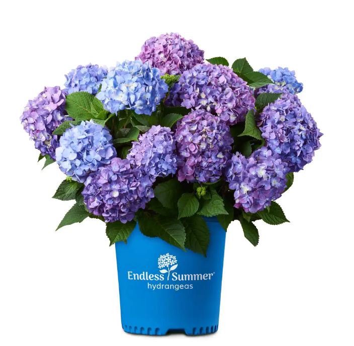 Hydrangea m. 'Endless Summer'