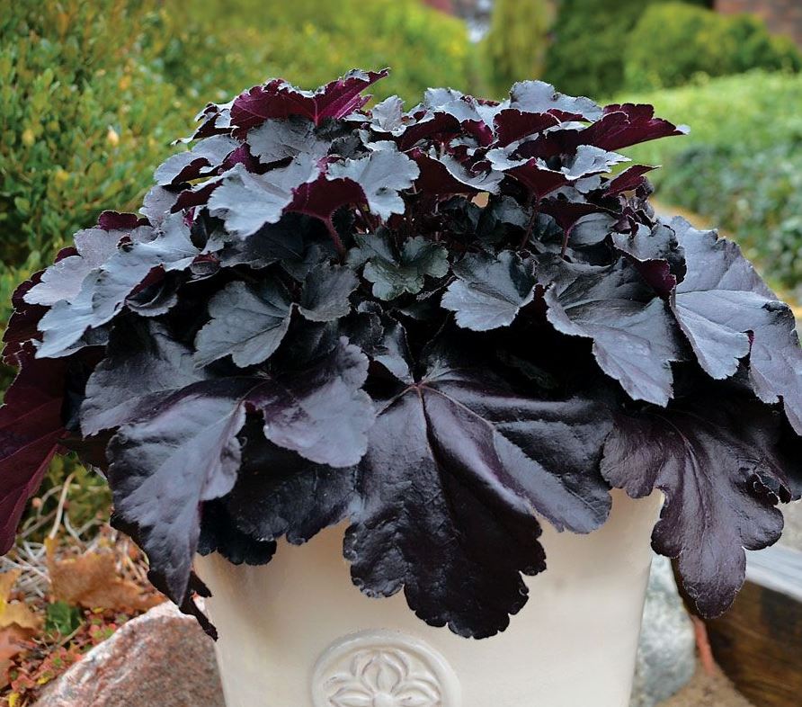 HEUCHERA BLACK PEARL