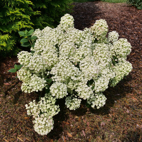 Hydrangea p. 'Tiny Quick Fire'