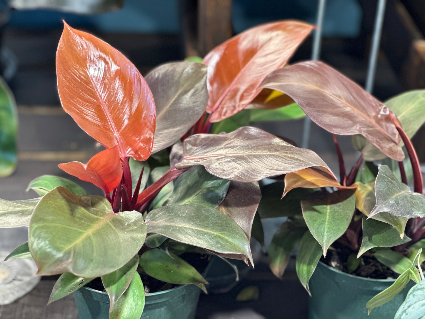 6'' Philodendron McColley Finale