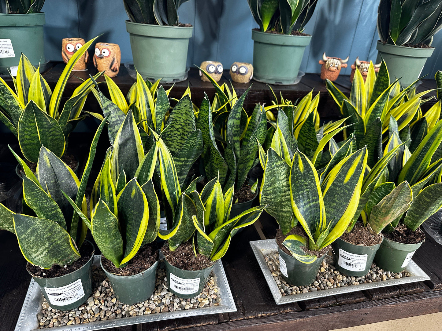 4'' Sanseveria Gold Flame