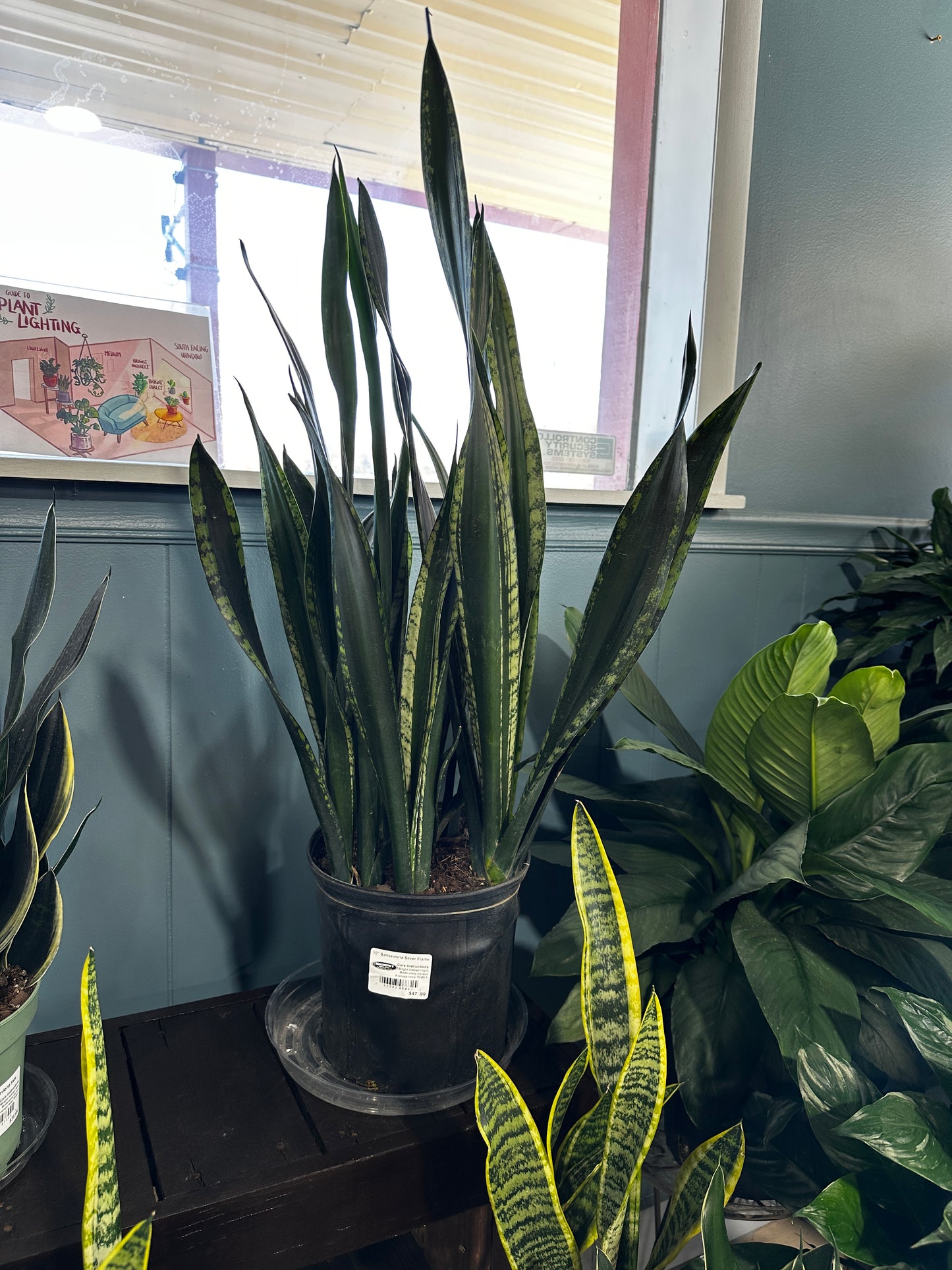 10'' Sansevieria Silver Flame