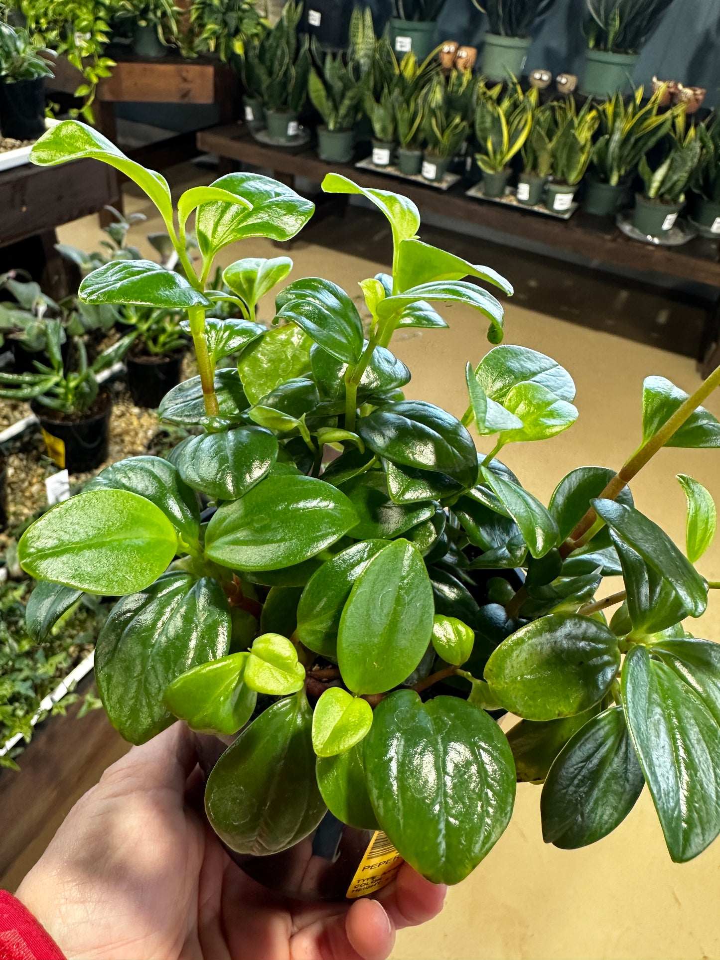 PEPEROMIA GLABELLA - 8'' HANGING BASKET