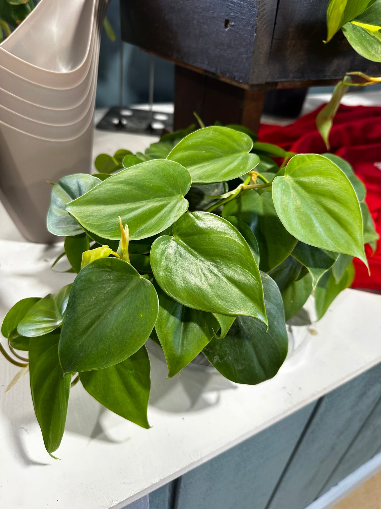 6'' Philodendron Cordatum